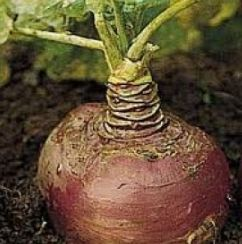 Growing swede